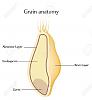 9383698-wheat-and-grain-anatomy-cross-section-of-grain-endosperm-aleurone-layer-germ-and-bran-la.jpg‎